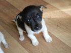KR�SN� PEJSEK JACK RUSSELL TERIER - TRIKOLOR, RODI�E S PP -