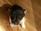 KR�SN� PEJSEK JACK RUSSELL TERIER - TRIKOLOR, RODI�E S PP -