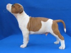 AMSTAFF �teniatka