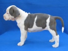AMSTAFF �teniatka