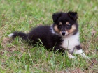 prodam �tenatka Sheltie
