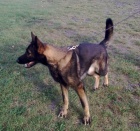 Prod�m fenu NO s PP