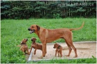 Rhodesian Ridgeback