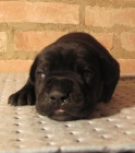 Cane corso - �t��ata s PP