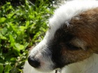 JACK RUSSELL TERIER - DRSNOSRST� FENE�KA!
