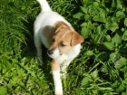 N�DHERN� PEJSEK JACK RUSSELL TERIER - BICOLORN�