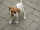 N�DHERN� PEJSEK JACK RUSSELL TERIER - BICOLORN�
