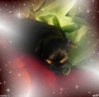 Yorkshire - jork��rsk� - york��rsk� teri�r s PP