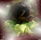 Yorkshire - jork��rsk� - york��rsk� teri�r s PP