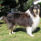 Nab�dka kryt� psem plemene Kolie dlouhosrst�