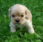 Americk� kokr�pan�l