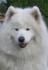 Samojed �t���tka s PP