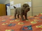 SHAR-PEI (�arpej) s PP �t�n�