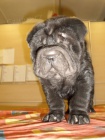 SHAR-PEI (�arpej) s PP �t�n�