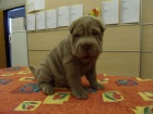 SHAR-PEI (�arpej) s PP �t�n�