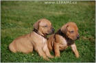 Rhodesian Ridgeback