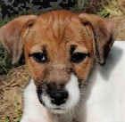 �t���tka JRT s PP k odb�ru !!