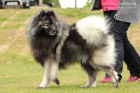 N�meck� �pic vl��/keeshond