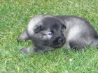 N�meck� �pic vl��/keeshond