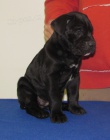 Cane corso - �t��ata s PP