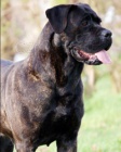 Cane corso - �t��ata s PP