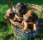 Jezev��k trpasli��/kr�li��