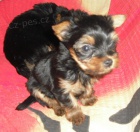 York��rsk� Teri�r