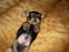 jork��rsk� terier-�t�natko