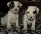 jack russell terier