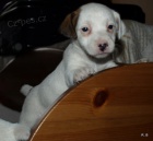 jack russell terier
