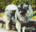 Keeshond / vl�� �pic prod�m �t��ata s PP 