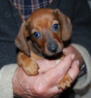 Jezev��k trpasli��/kr�li��