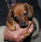 Jezev��k trpasli��/kr�li��