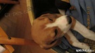 Prod�m fenku beagla