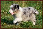 Border kolie - �t��ata s PP -