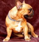 Francouzsk� buldo�ek s FCI   PP