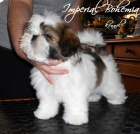 N�dhern� �t���tka Shih-tzu - odb�r mo�n� IHNED