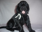 Flat coated retriever - �t���tka s PP 