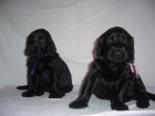 Flat coated retriever - �t���tka s PP 