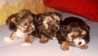 jork��rsk� teri�r x shi tzu