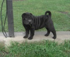 Shar-pei(�arpei�j)-�t�n� fenka