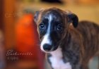 Whippet- �t���tka