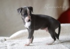 Whippet- �t���tka