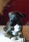 Whippet- �t���tka