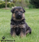 N�meck� ov��k - �t��ata s PP