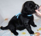 Flat coated retriever - �t���tka s PP 