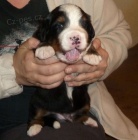 Bernsk� sala�nick� pes - �t���tka s PP