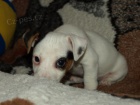 jack russell terier