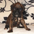 4 �t��ata - zlat�, ��han�, b�l� + ��han�