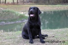 �t���tka Labrador Retriever s PP